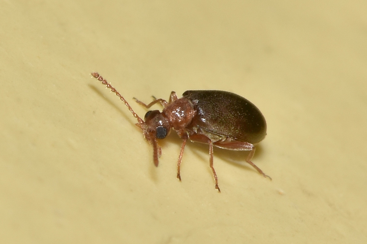 Aderidae:  Otolelus (aut Vanonus) pruinosus e Ototelus sp.